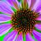 Flower_1