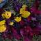 Bearberry___artctic_willow