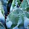 Agave