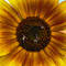 Climbing_sunflowers