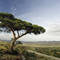 Umbrella_thorn
