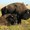 Buffalo_family_portrait
