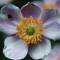 Purple_flower
