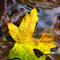 Leaf_and_stream_reflections