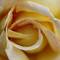 Yellow_rose