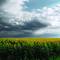 Kansas_sunflowers