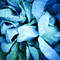 Cabbage_1