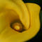 Calla_lily