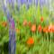 Purple_lupins