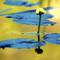 Water_lily