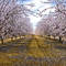 Almond_blossoms