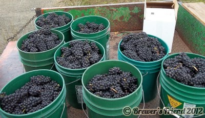 Pinot Noir Clusters