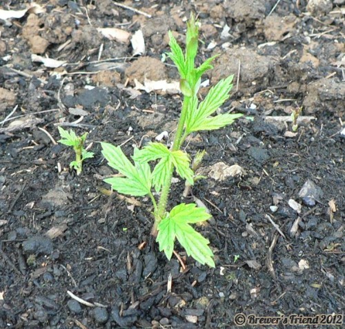 hops sprout