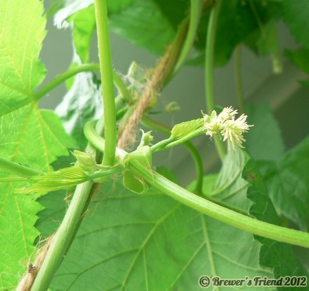 baby hops cones