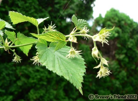 hop buds