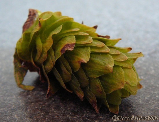 drying hops cone