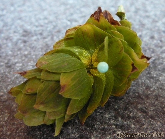 hops lupulin