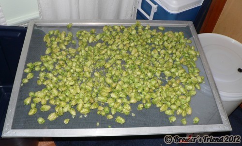 hops picking and drying