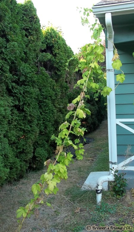 nugget hop vine