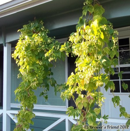 hallertauer hop vines