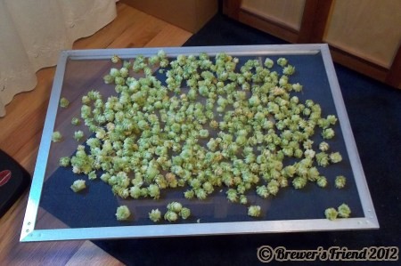 nugget hop vine