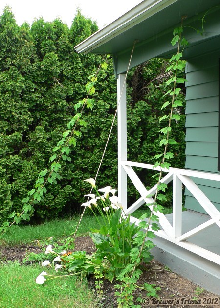 second year hops tall