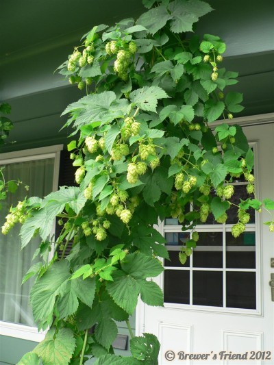 hallertauer hops