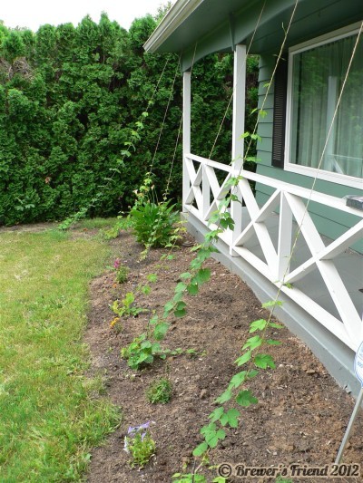 growing hops at home