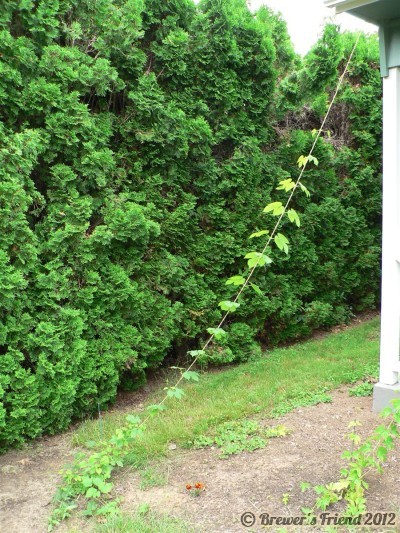 growing hops vines