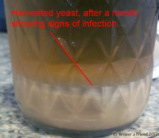 infected yeast