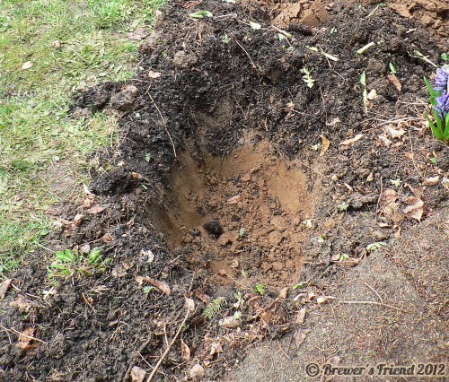holes for hops planting