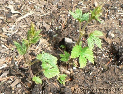 second year hops sprouts