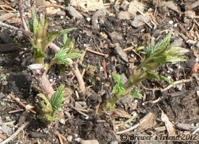 spring hops