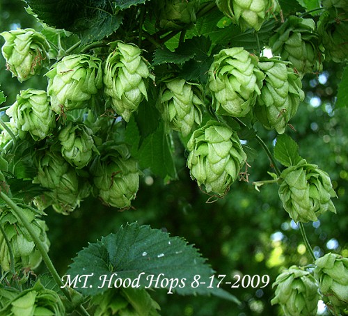 small hops cones