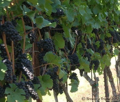 wine grapes vineyard