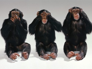 Cute-chimpanzees