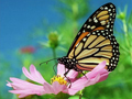 Butterflies & Bugs
