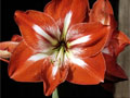 Flowers & Gardens
