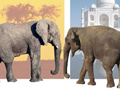 Elephant Differences