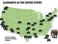 Elephants in the U.S.A.