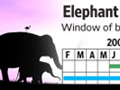Elephant Breeding Timeline