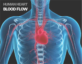 human heart and blood flow