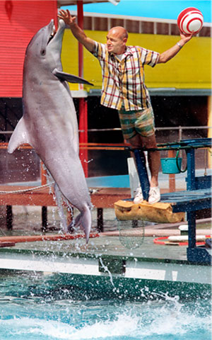 Bob Jenni, who was director of the Springlake Sea Aquarium, engaged Konki the porpoise in a little poolside training more than 40 years ago.