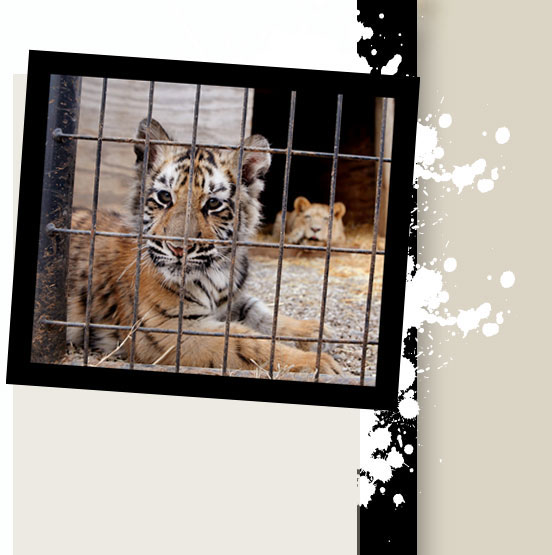 Tony, a cub tiger, looks out of a pen at the G.W. Exotic Animal Park south of Pauls Valley