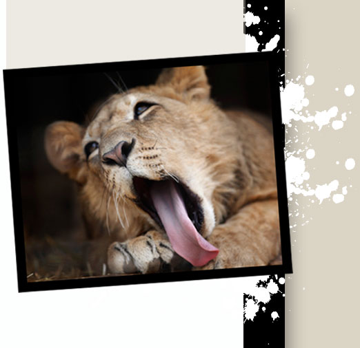 'Bonedigger', an ailing lion being tended to by John Reinke, park manager  at the G.W. Exotic Animal Park south of Pauls Valley