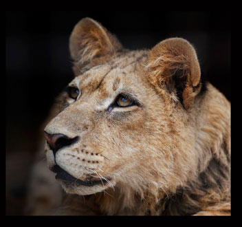 'Bonedigger', an ailing lion being tended to by John Reinke, park manager  at the G.W. Exotic Animal Park south of Pauls Valley.