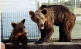 Siberian brown bears rescued by local sheriffs