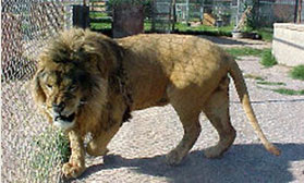 male african lion, Mufassa
