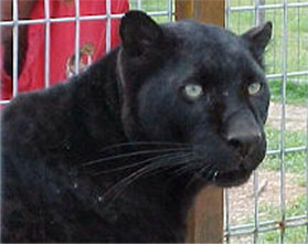 The black Leopard, Baghera was rescued from Ardmore