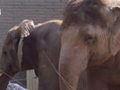 Elephant Nation